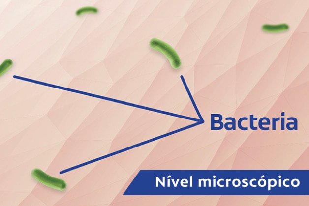 Bactérias. Nível microscópico.