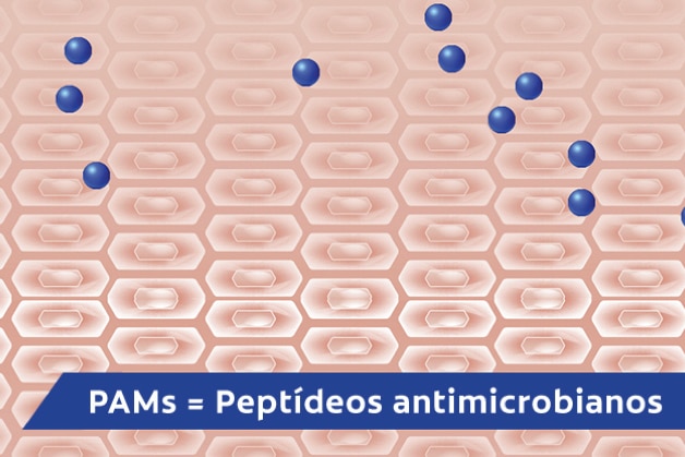 PAMs = Peptídeos antimicrobianos.
