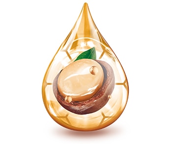 Macadamia Macadamia